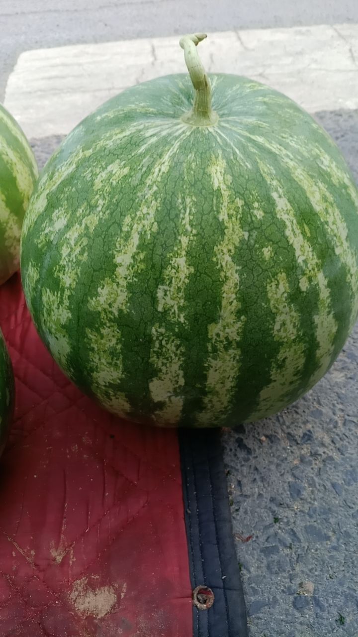 美都西瓜 大棚美都，陆地美都望长期合作，诚信经营