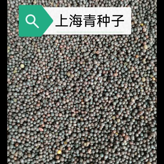 上海青四季蔬菜种子批发 上海青种子农田菜园可盆栽青菜菜籽