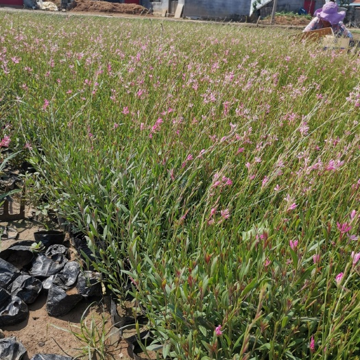 青州市山桃草  千鸟花  基地直供质优价廉