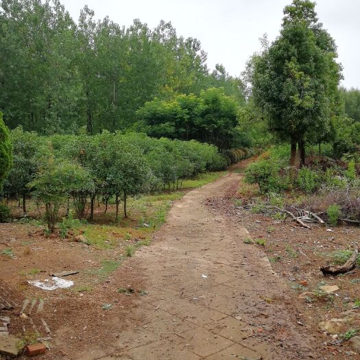 滁州有100多亩林地出租或转让，不受退林还耕影响房水电等齐全