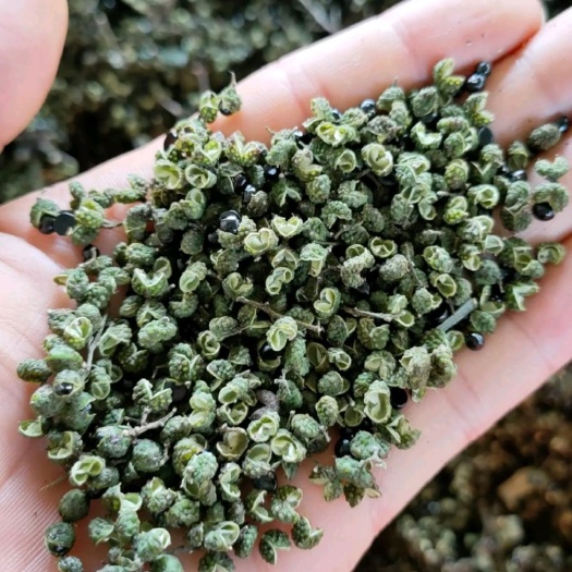 凤冈县青花椒 颜色纯正，花色少