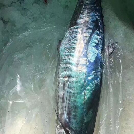 琼海市南海正宗马鲛鱼，香煎之最，老人小孩的选择