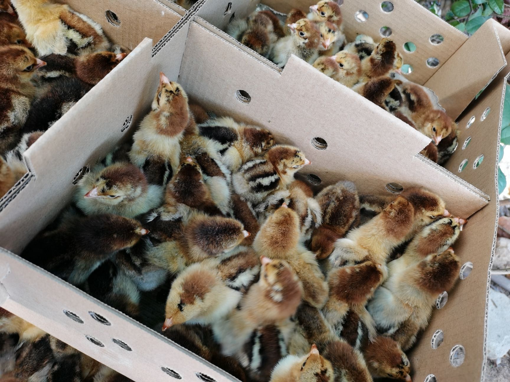 大种青脚麻鸡苗 快大型青脚麻鸡苗 长速快肉鸡质量