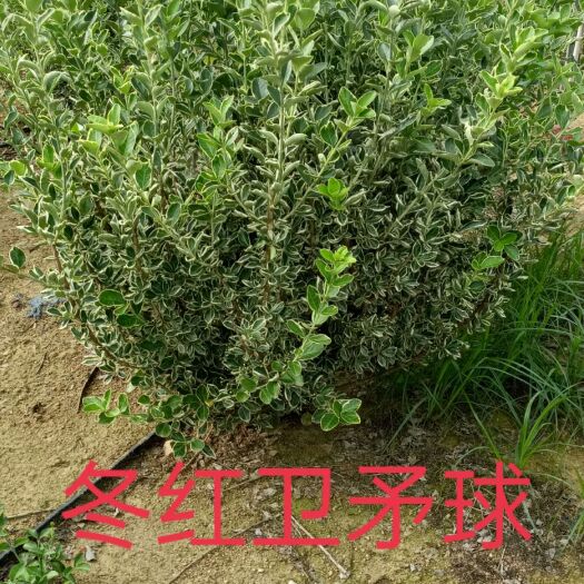 沂南县卫矛