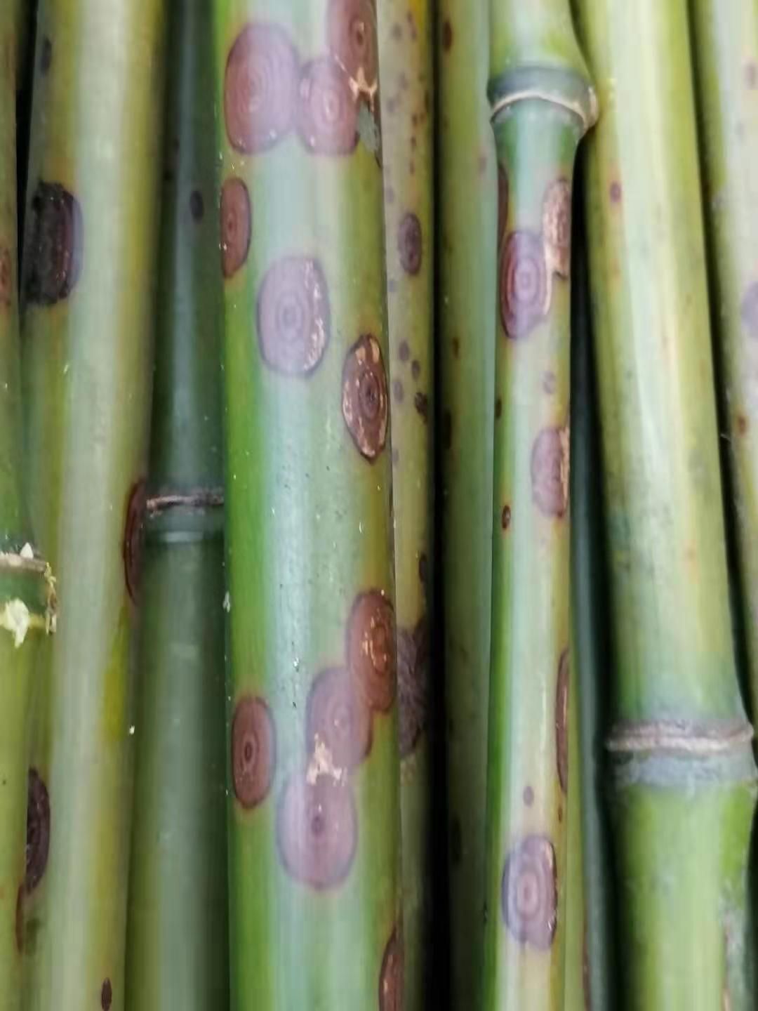 斑竹苗  梅鹿竹，斑竹，笛萧料，笔杆料，扇子料