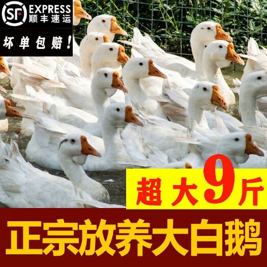 康保县白鹅 鹅肉类 散养老鹅二年以上的高端食材本人专做老鹅，是纯老