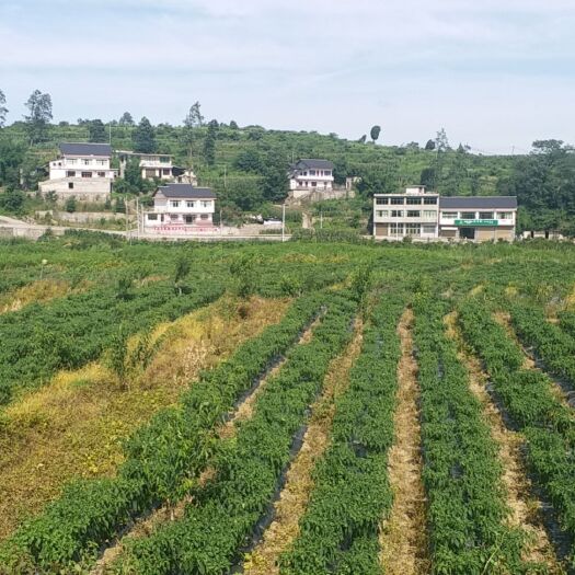 息烽县 供应线椒