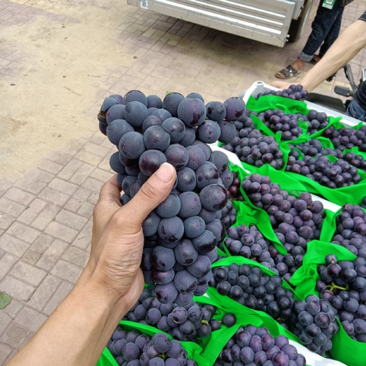 威县河北威县京亚葡萄大量上市 串大 颗粒大 口感好！