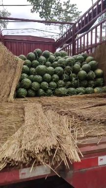 夏邑西瓜，冠龙西瓜大量上市，大吨位速度联系