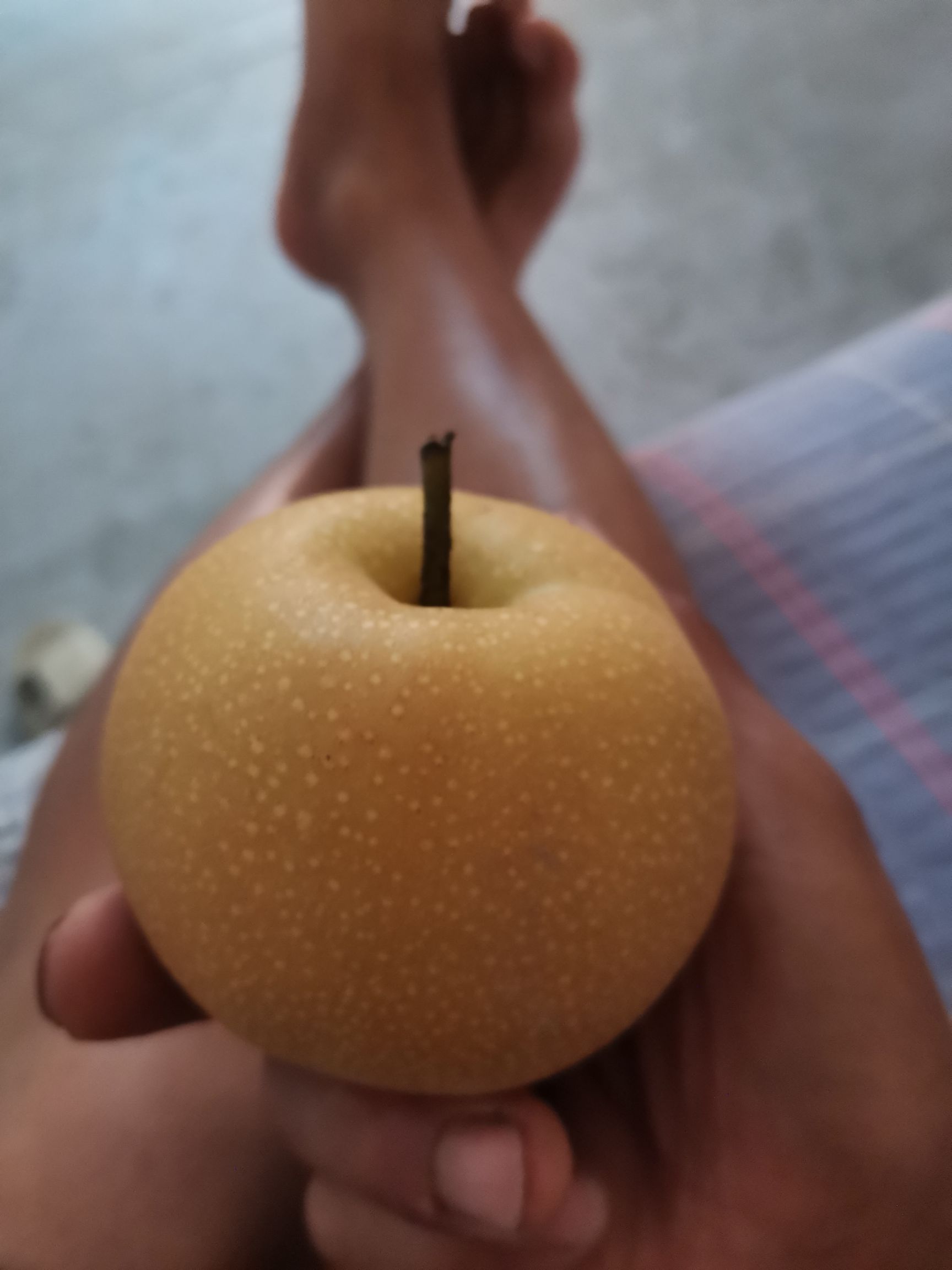  秋月梨马上上市了想要的老板抓紧了好货不等人