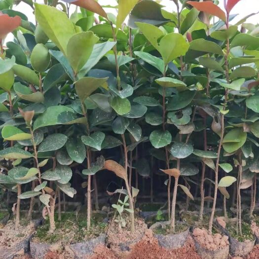 广州茶树苗  油茶苗