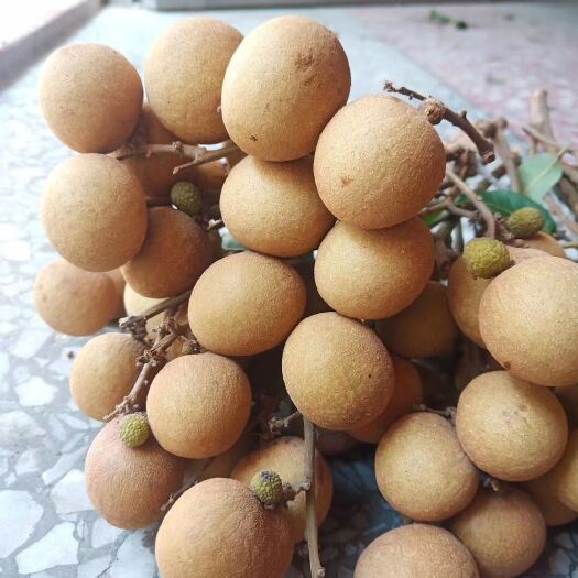 信宜市 储良龙眼其特点是品质好，肉质爽脆不流汁，味芳香，含糖高。