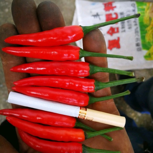 苍溪县小米椒  新鲜朝天椒小米辣