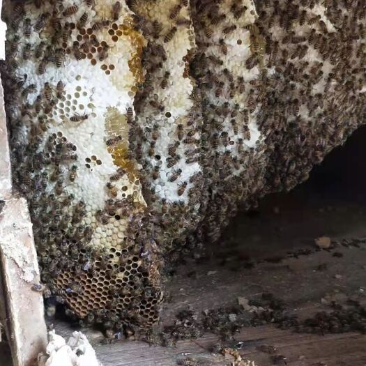 广南县纯野蜂蜜