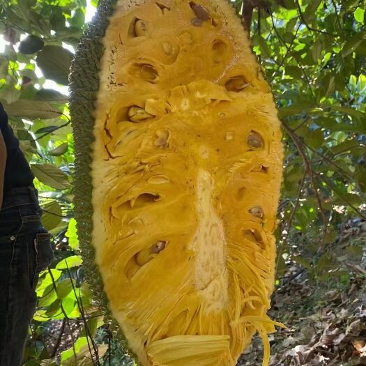 瑞丽市 菠萝蜜
