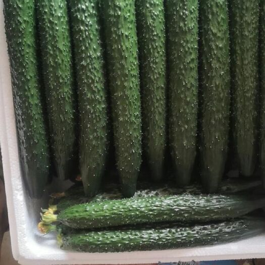 杭州刺黄瓜 黄瓜