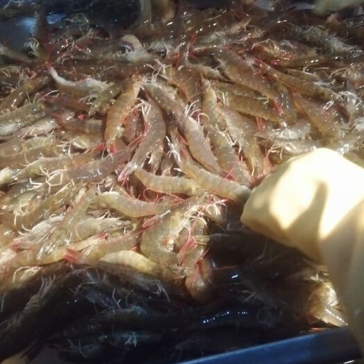  南美白对虾沙虾