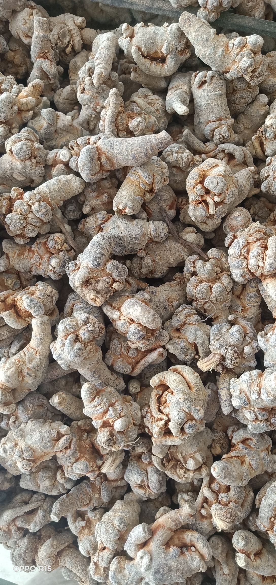 文三七 文山本土三七