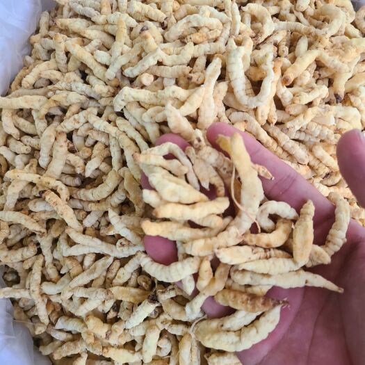广州地参  地蚕 地蚕 土虫草 土冬虫草 白冬虫草