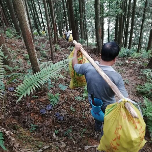 黎平县黑灵芝 
