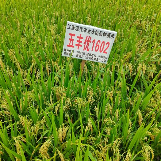 兴国县稻谷 江西省赣州市兴国县 早稻 