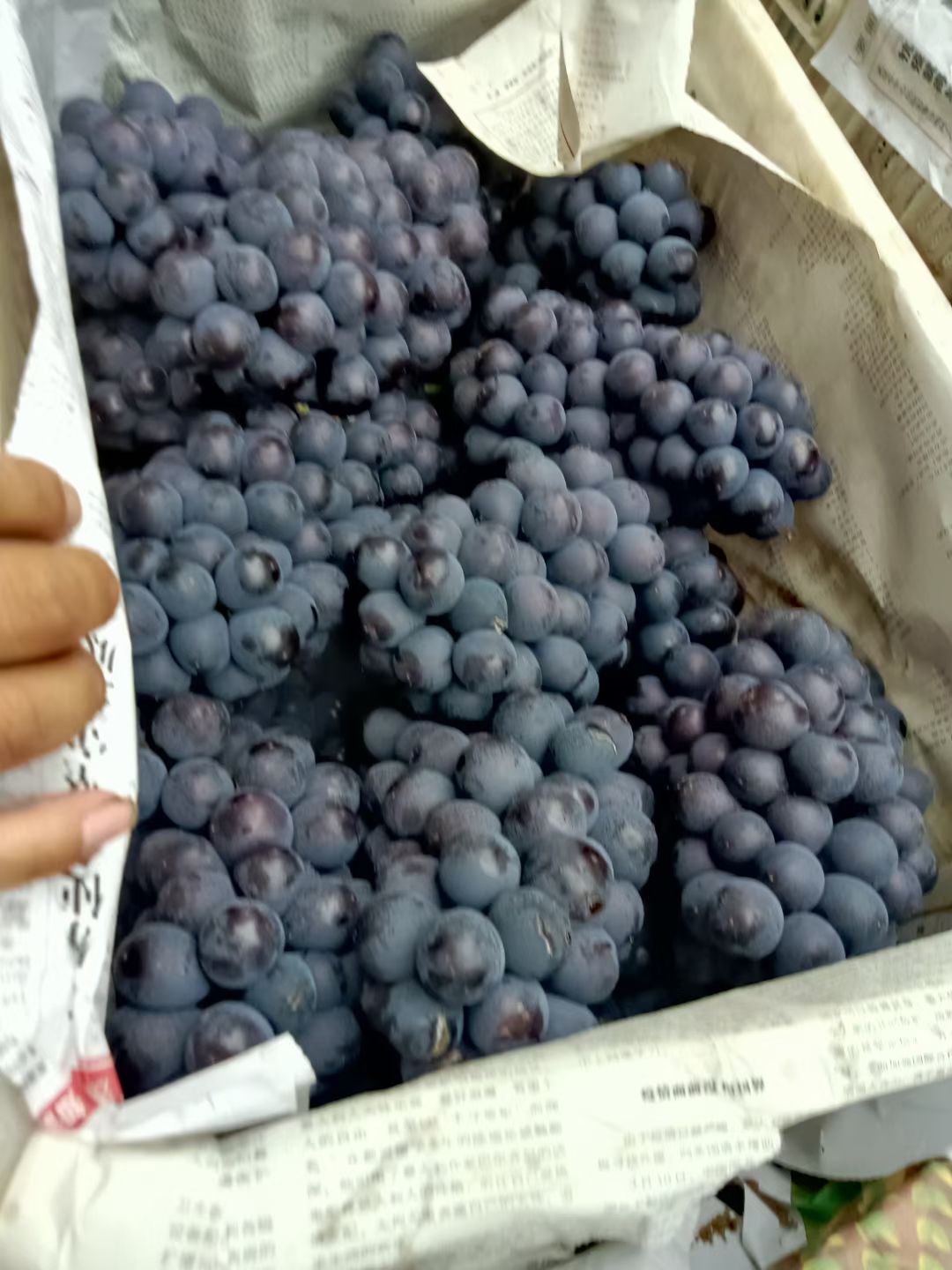  邯郸永年京亚葡萄基地