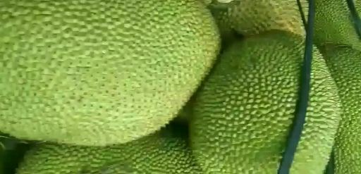 产地大量黄肉干包珍珠菠萝蜜产地值供一手货源肉质饱满口感好