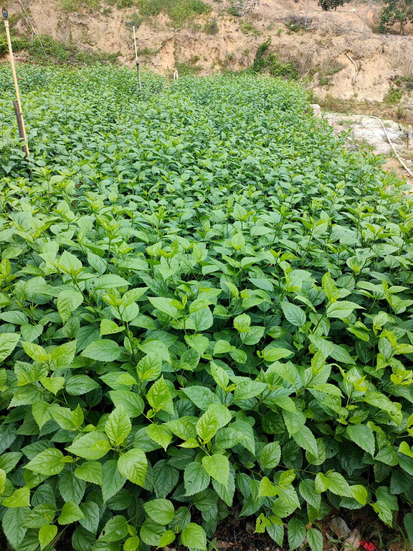 朱槿 大红花十斤袋，40-50-60高都有