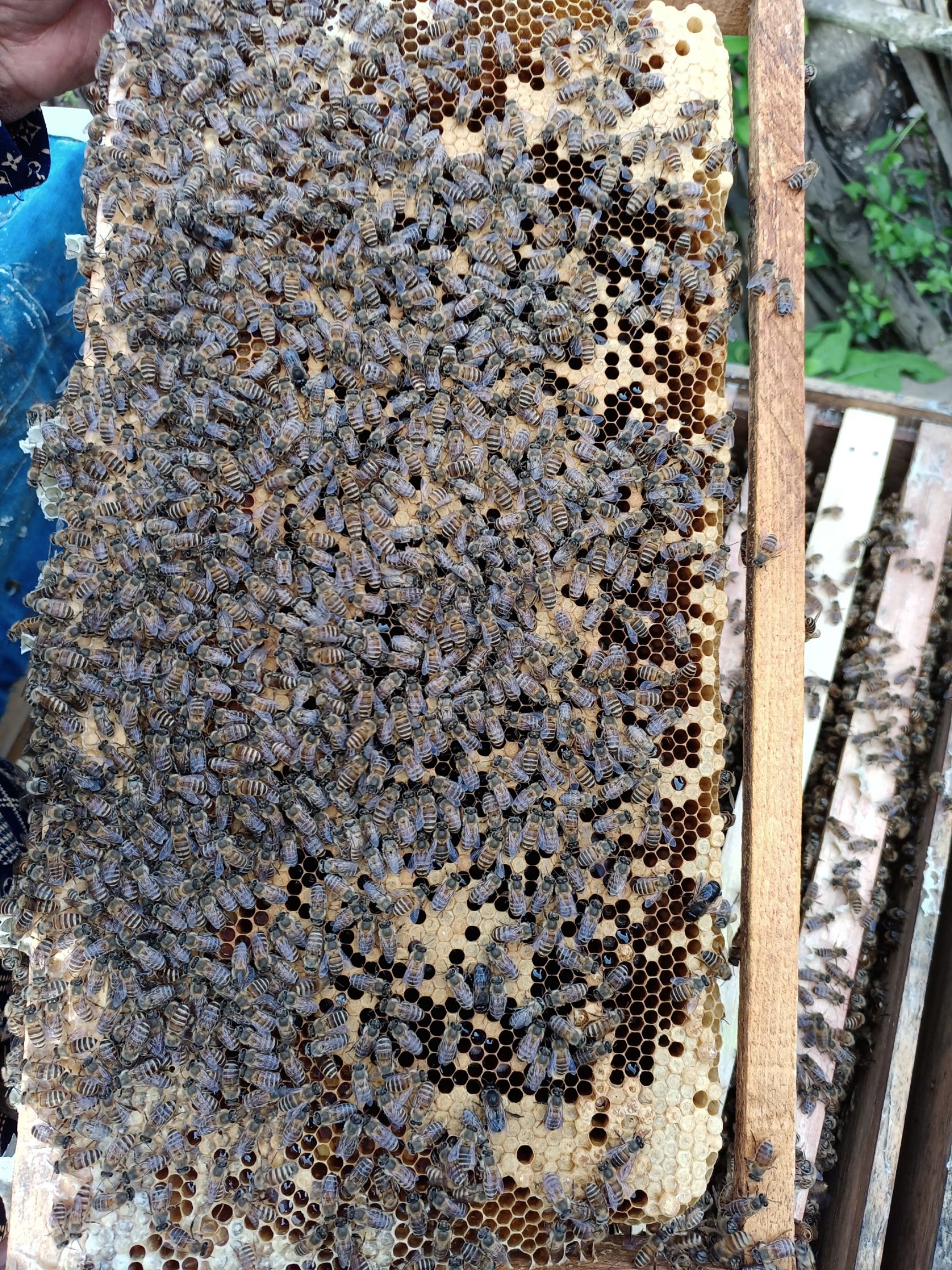 中华蜜蜂  秦岭深山中蜂群！健康旺盛群大！仔脾饱满！含糖量多！