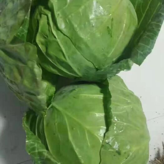 定西包菜 高原夏菜价格稳定产量充足