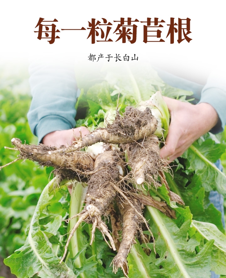  菊苣根茶，玉兰根500g，长白山原产地菊苣根茶。