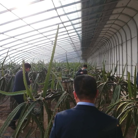 德州冬暖大棚材料，温棚造价，蔬菜种植大棚造价，大棚资材