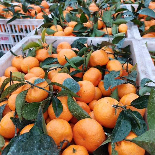 臭皮柑   江西南丰蜜广棉桔