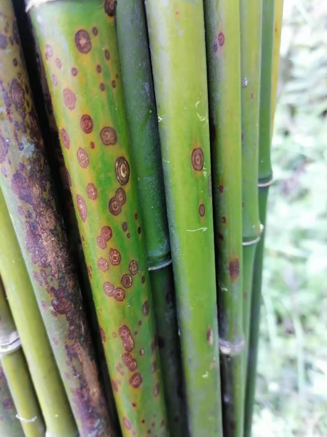 斑竹苗  梅鹿竹，斑竹，笛萧料，笔杆料，扇子料