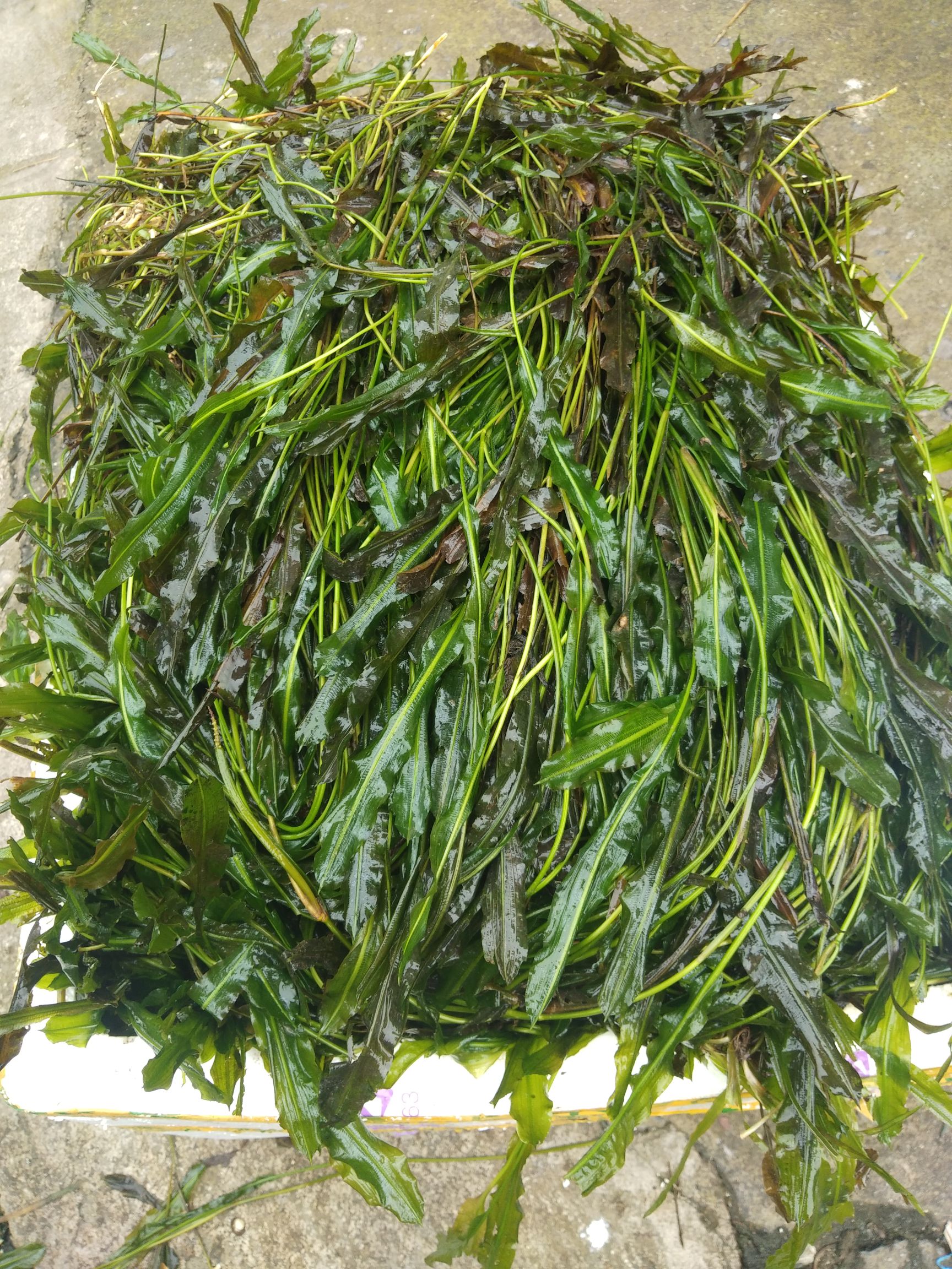 马来眼子菜