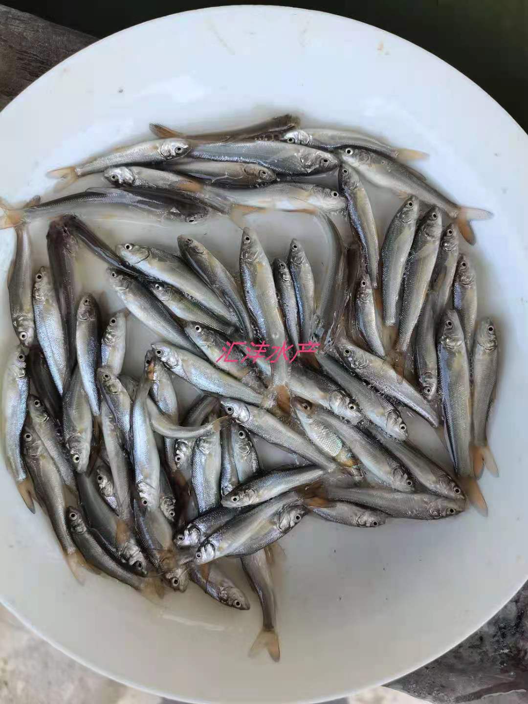 银鳕鱼苗，大鳞鲃银鳕鱼苗，品种优良，技术支持！全国发货！