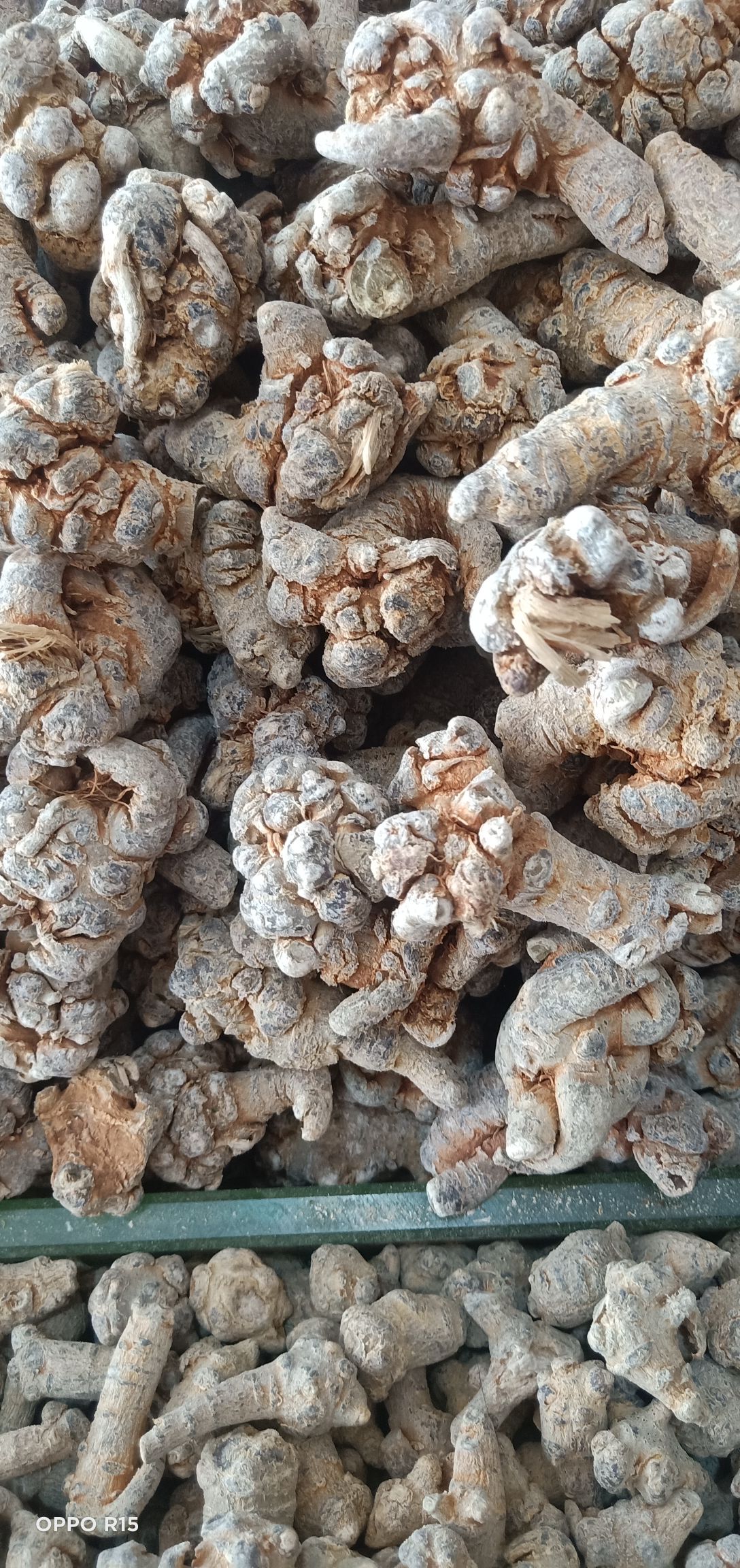 文三七 文山本土三七