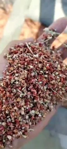 石家庄胚芽饼 高粱壳现货一车，明后天装。
