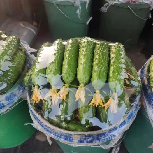 绥中县绥中优质旱黄瓜 顶花带刺 口感清香 规格齐全常年供货
