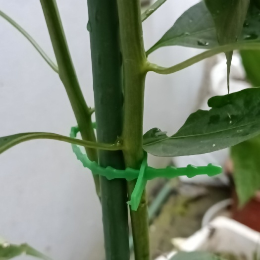 葡萄扎丝扎帯  园艺扣带植物蔬果类爬藤捆绑扣带