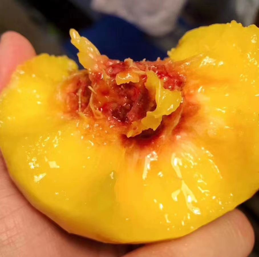  炎陵黄桃锦绣黄桃授权店一级大果新鲜采