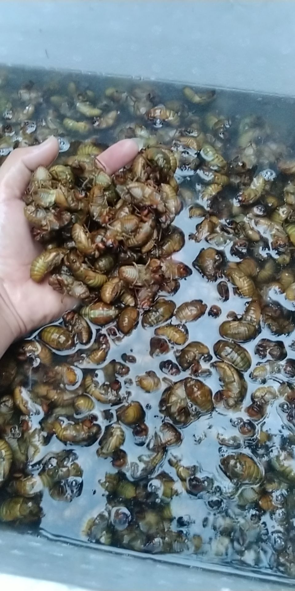 灵宝网红杜仲金蝉