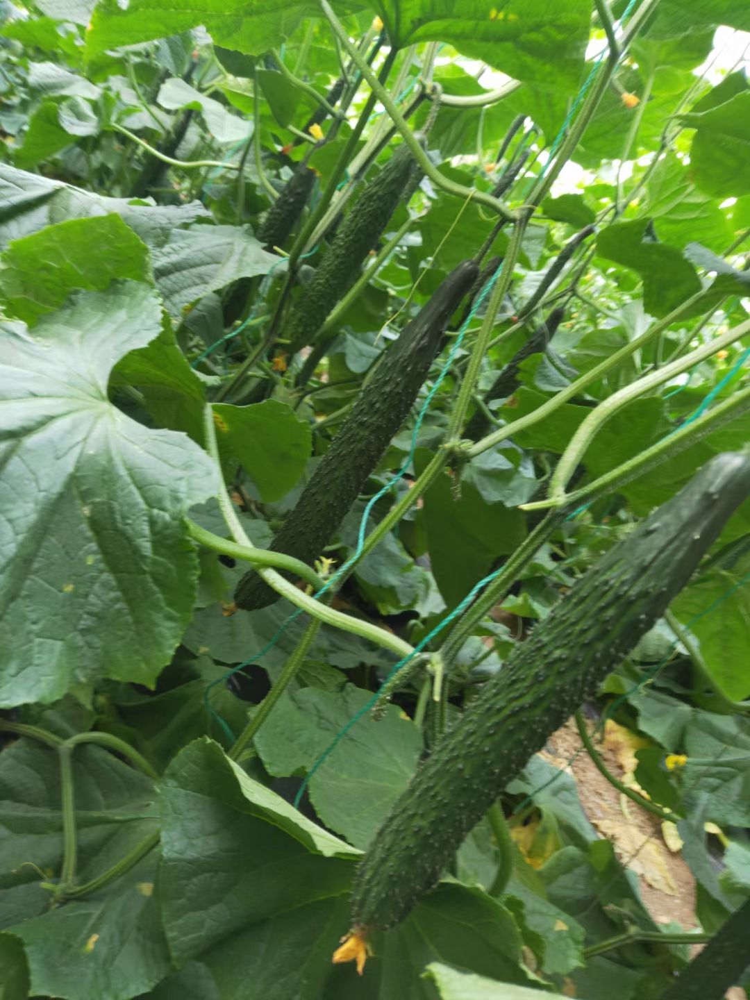 叶面肥  天行健丰收之星保花增瓜灵拉直拉长抗病增产调节剂