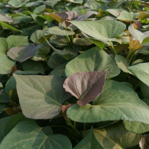 滦州市唐山滦州优质红薯苗基地直供新鲜健康种苗蔬菜种植好帮手