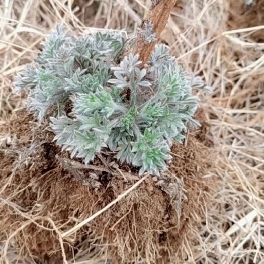 临猗县茵陈 白蒿