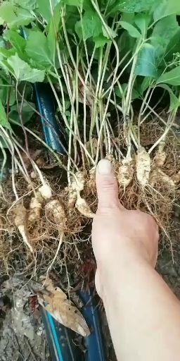 龙陵县竹节参苗大量上市自产自销