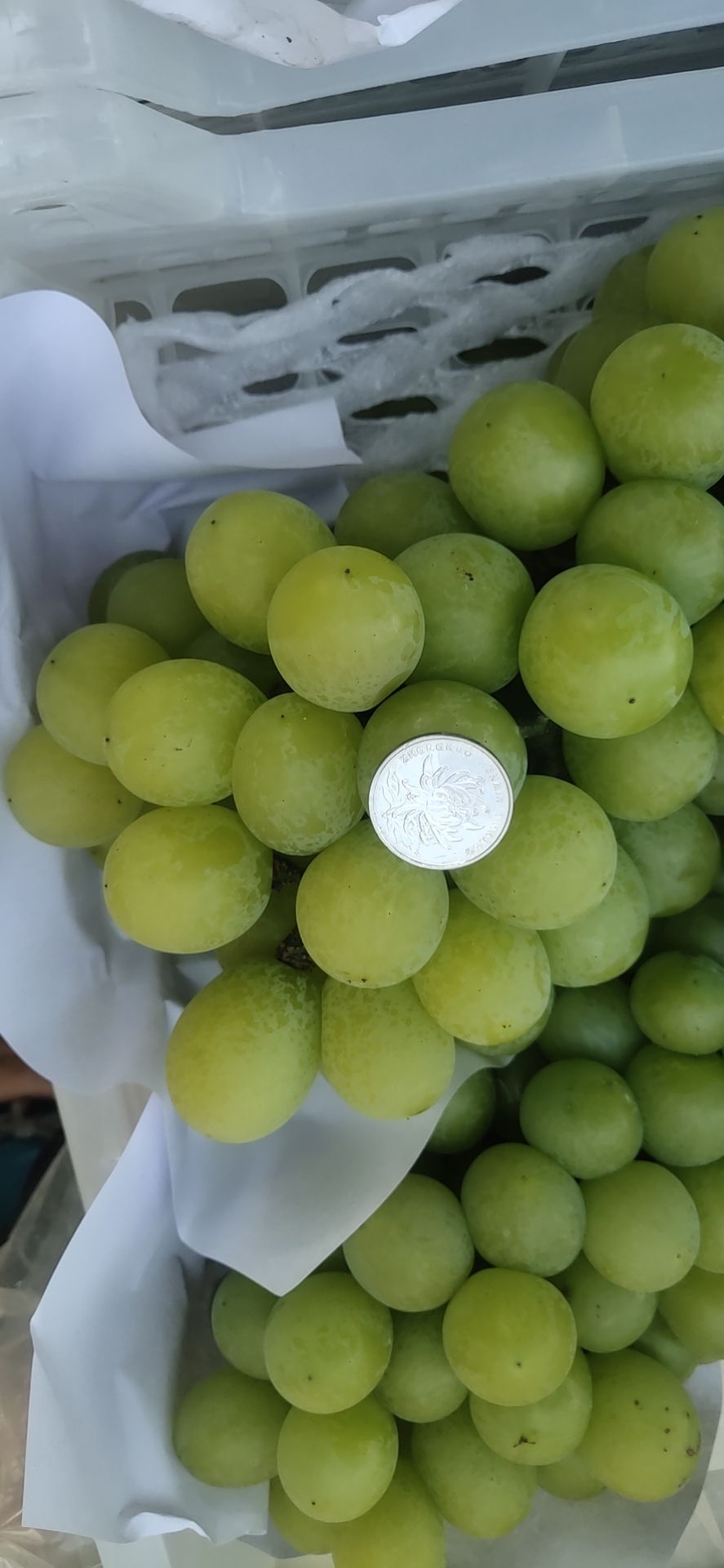 醉金香葡萄  醉金香颗粒饱满 量大优先，产地直发 ！