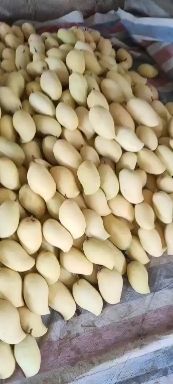 鹰嘴芒果  鹰嘴芒，果皮好，色泽鲜亮，口感细腻