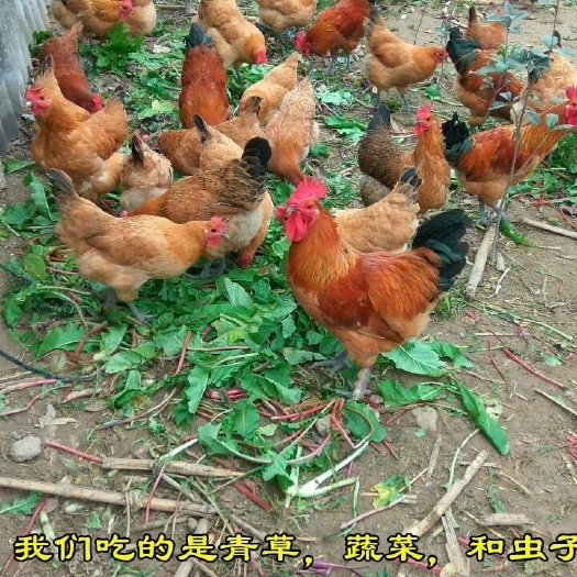 东阿县农家散养公鸡土鸡煲汤