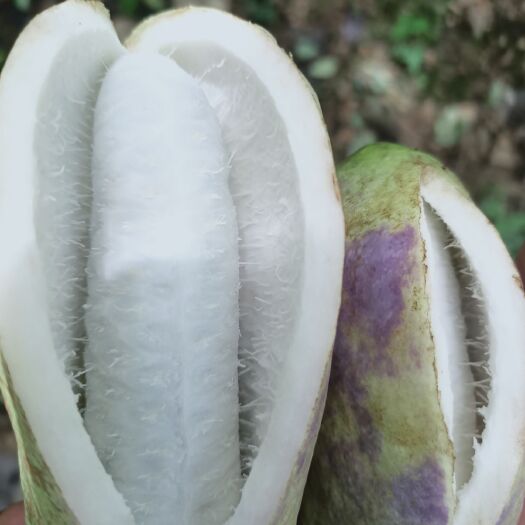 屏边县 八月瓜